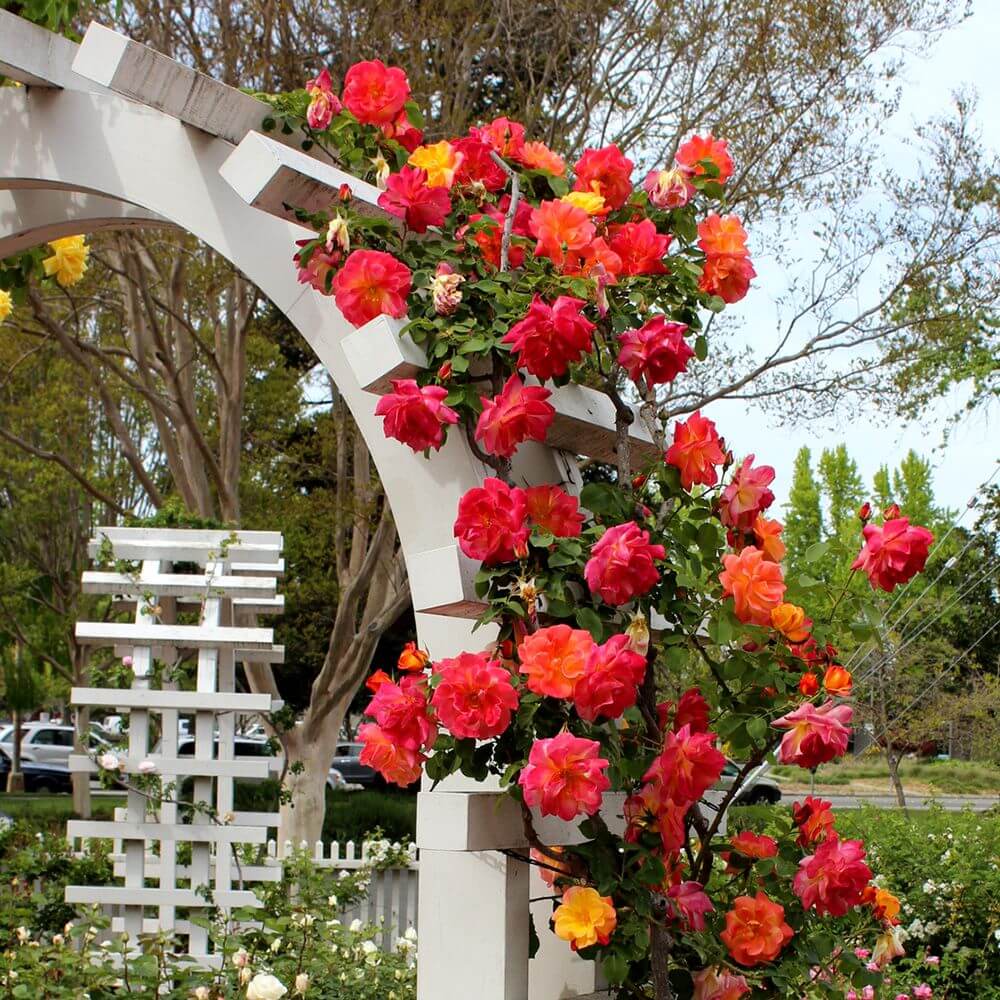 Best 15 Climbing Rose Flowers On Trellis Ideas - 117