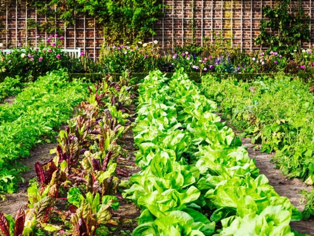 The 20 Best Vegetable Garden Layouts To Try - 125