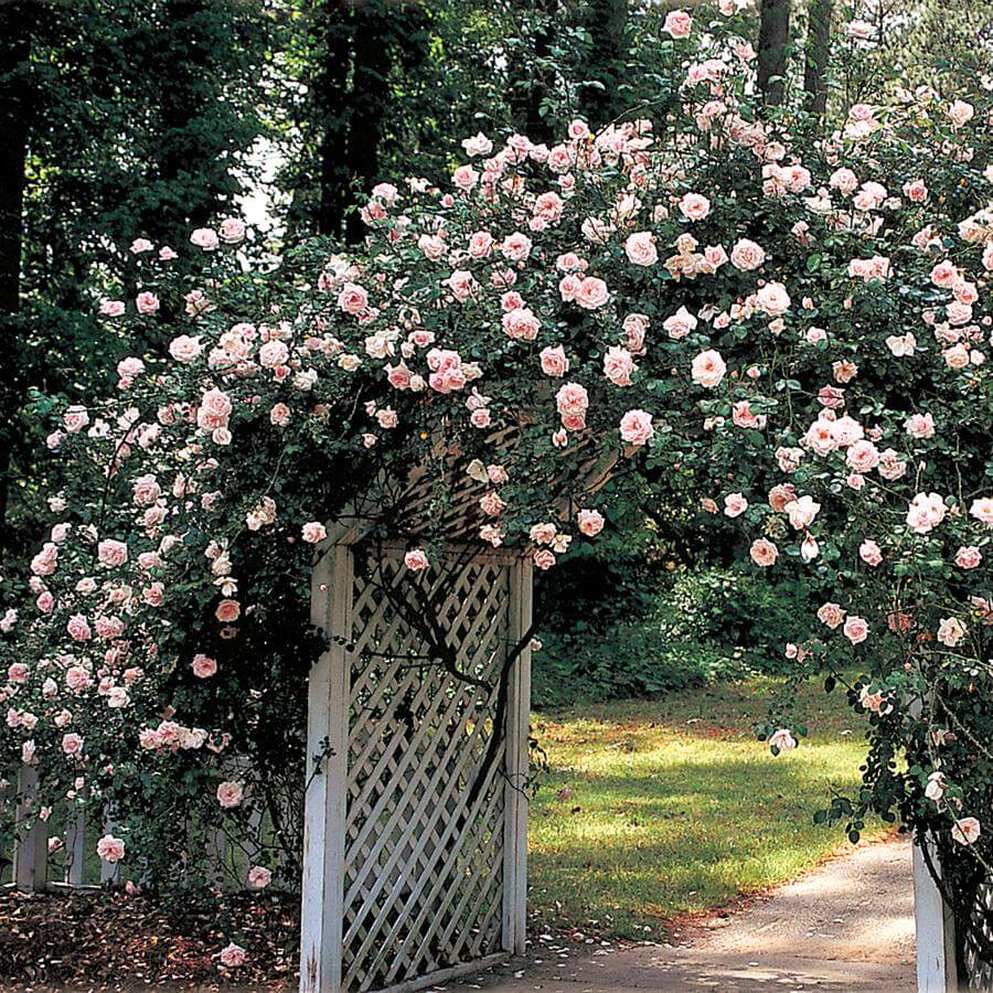 Best 15 Climbing Rose Flowers On Trellis Ideas - 121