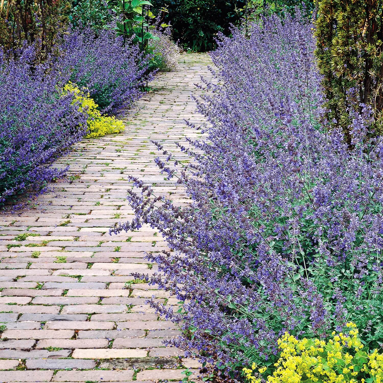 20 Colorful Plants with Bright Flowers for Your Walkways - 127