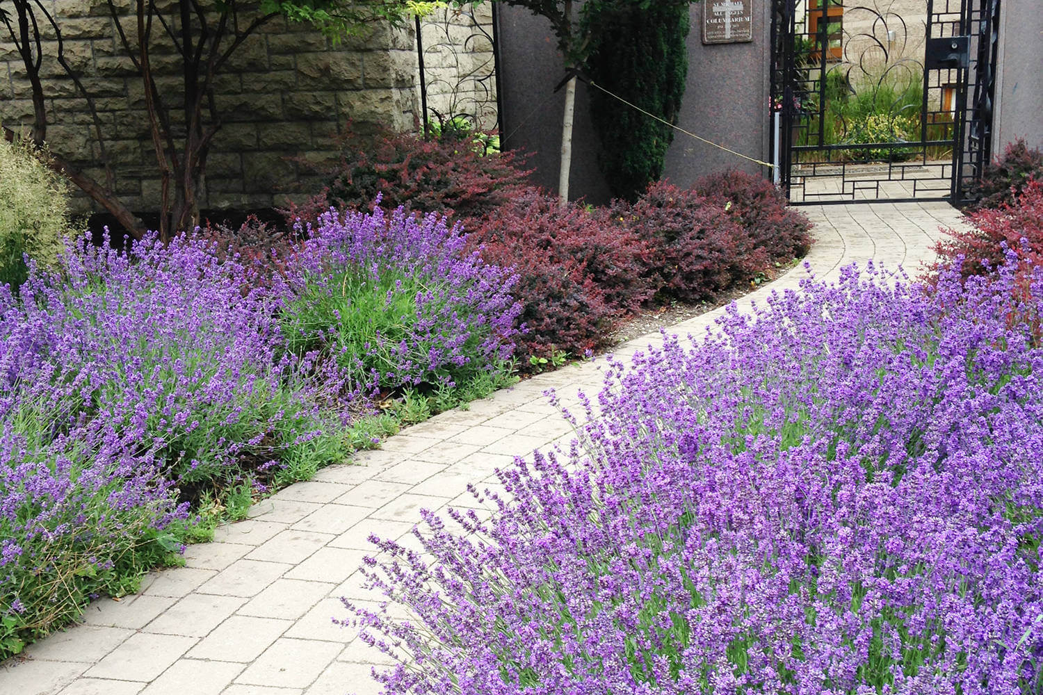 20 Colorful Plants with Bright Flowers for Your Walkways - 131