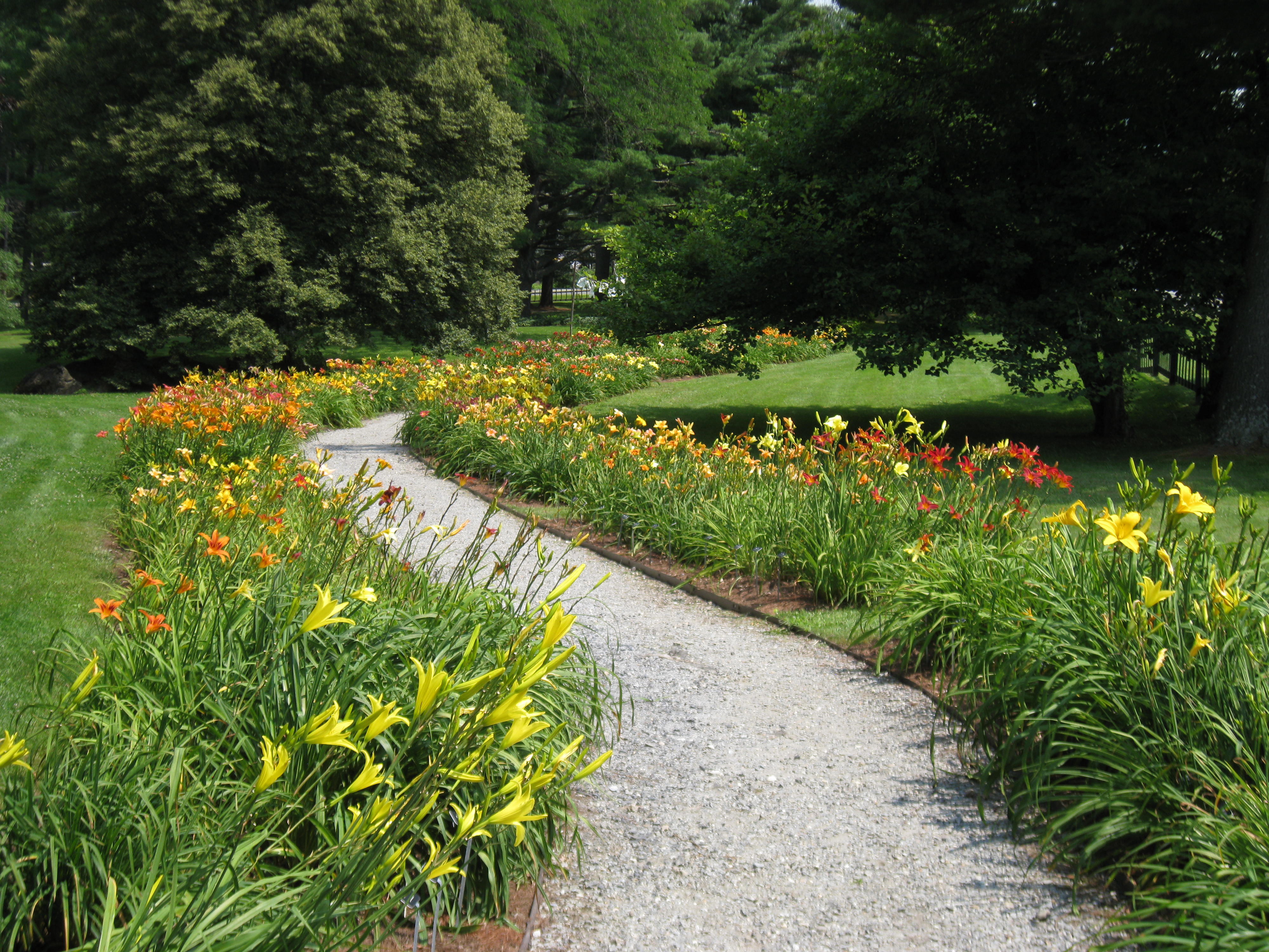 20 Colorful Plants with Bright Flowers for Your Walkways - 135