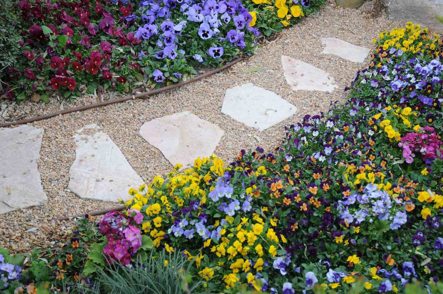 20 Colorful Plants with Bright Flowers for Your Walkways - 137