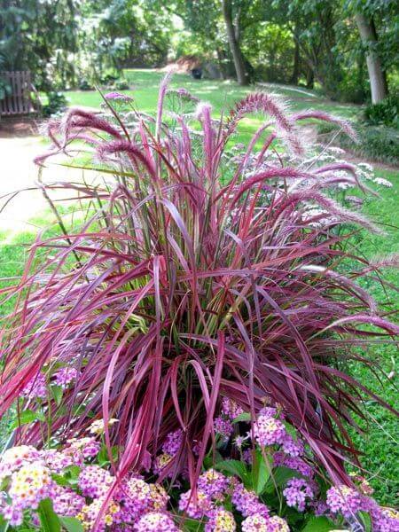 41 Stunning Yard Landscaping Ideas with Purple Plants - 253