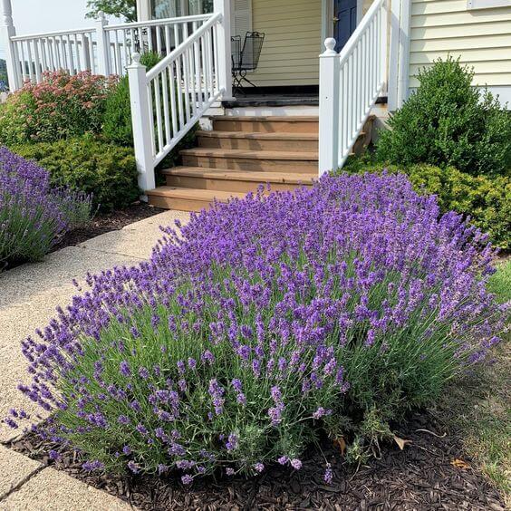41 Stunning Yard Landscaping Ideas with Purple Plants - 257