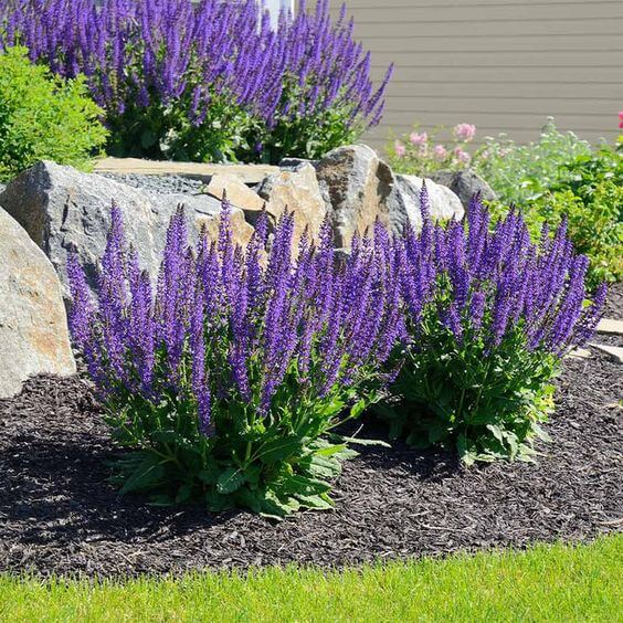 41 Stunning Yard Landscaping Ideas with Purple Plants - 283