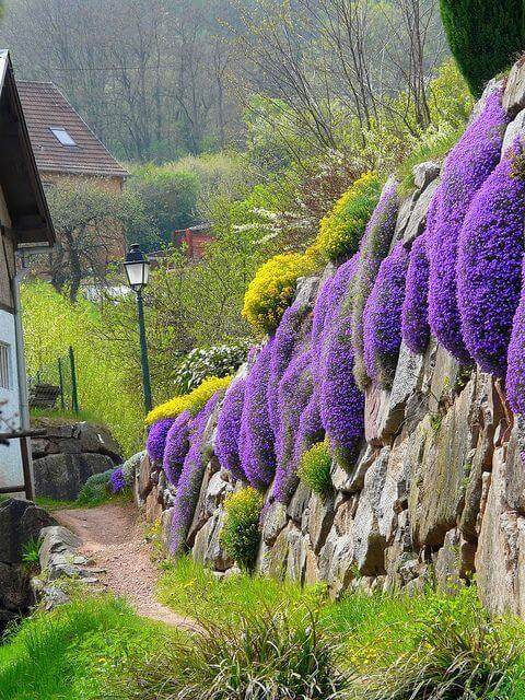 41 Stunning Yard Landscaping Ideas with Purple Plants - 301