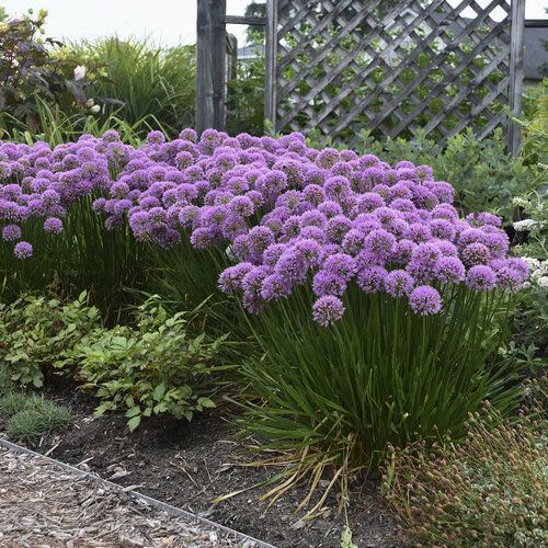 41 Stunning Yard Landscaping Ideas with Purple Plants - 319