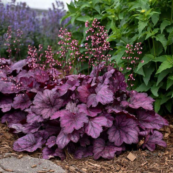 41 Stunning Yard Landscaping Ideas with Purple Plants - 321