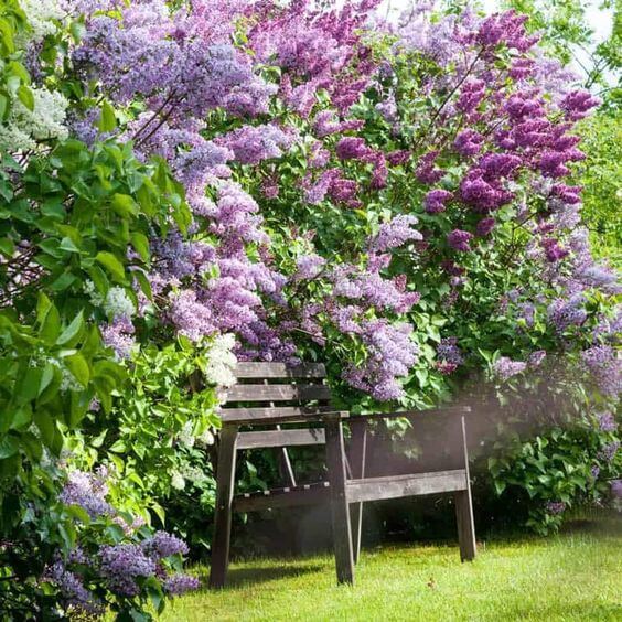 41 Stunning Yard Landscaping Ideas with Purple Plants - 331