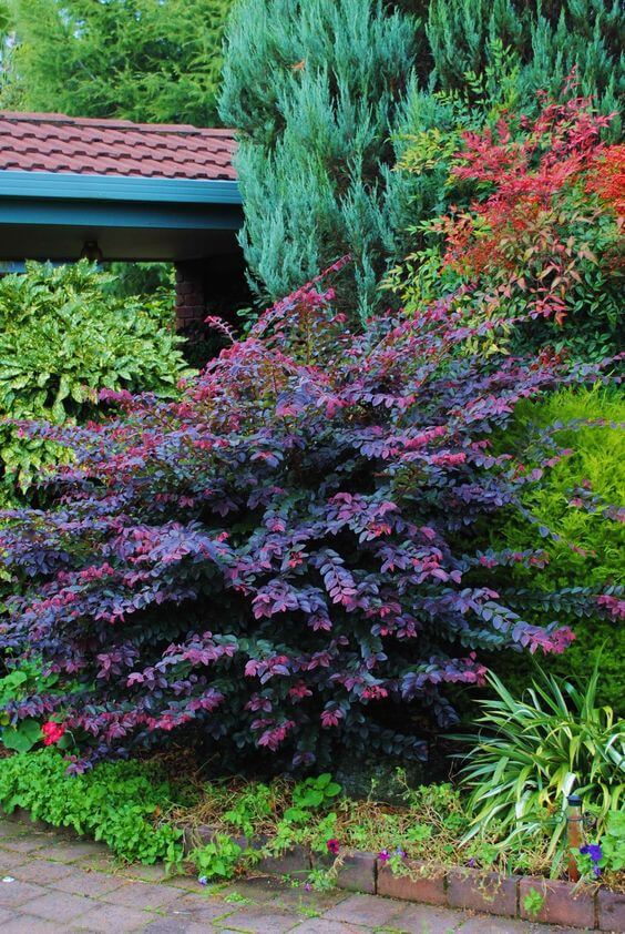 41 Stunning Yard Landscaping Ideas with Purple Plants - 333
