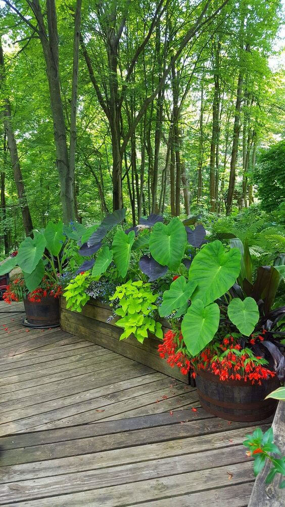 38 Stunning Ideas to Turn Your Boring Garden into a Cool Tropical Garden - 271