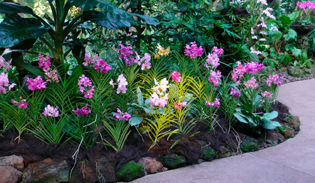 23 Gorgeous Orchid Display Ideas - 149