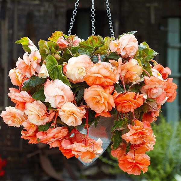 20 Beautiful Plants For Hanging Basket - 129