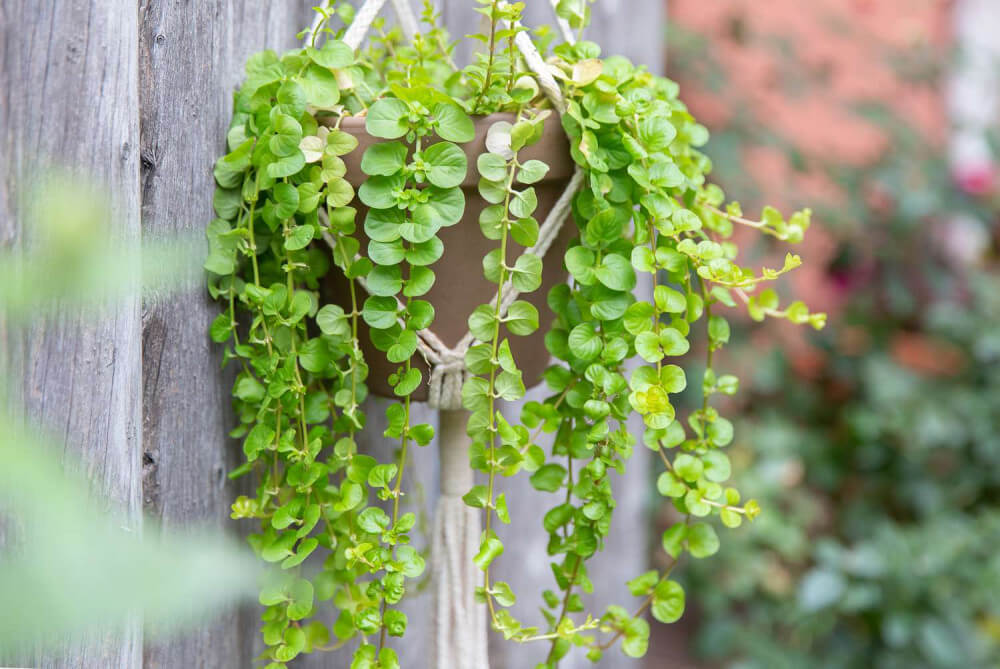 20 Beautiful Plants For Hanging Basket - 163