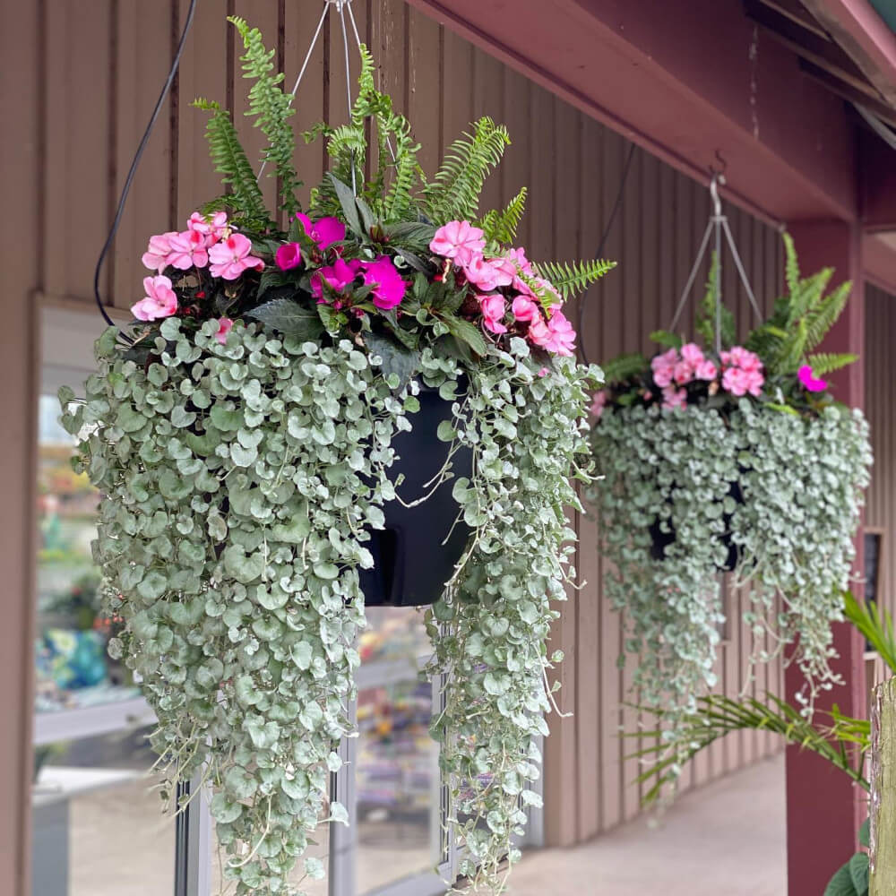20 Beautiful Plants For Hanging Basket - 161