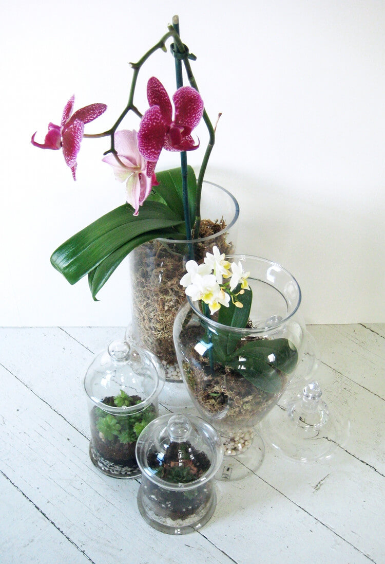 23 Gorgeous Orchid Display Ideas - 187