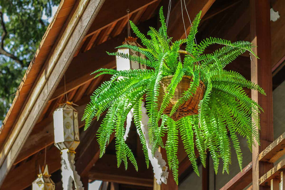 20 Beautiful Plants For Hanging Basket - 125