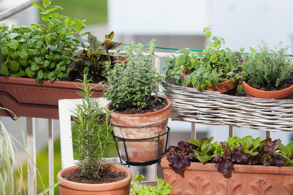 10 Best Plants And Vegetables To Grow On A Balcony - 67