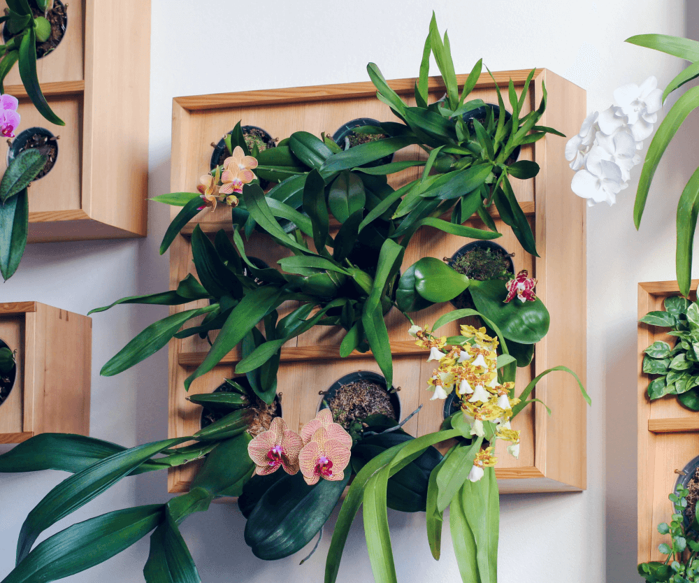 23 Gorgeous Orchid Display Ideas - 161