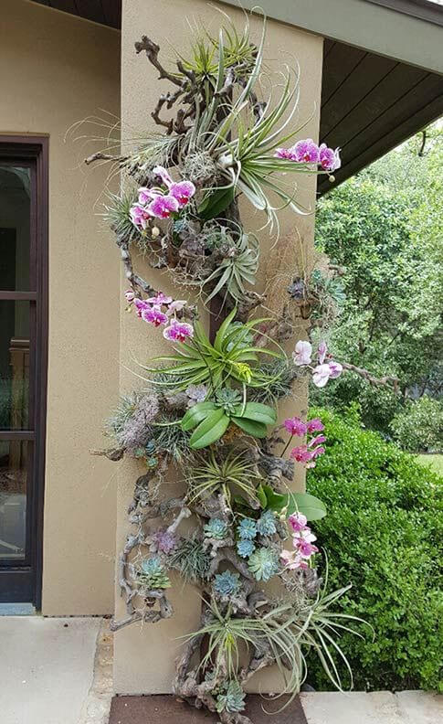 23 Gorgeous Orchid Display Ideas - 167