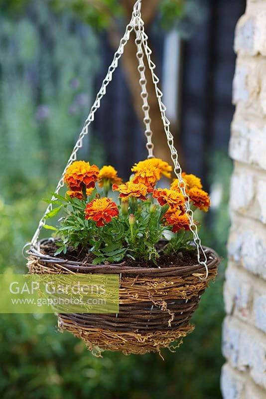 20 Beautiful Plants For Hanging Basket - 159