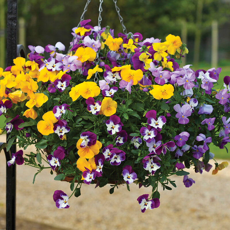 20 Beautiful Plants For Hanging Basket - 135