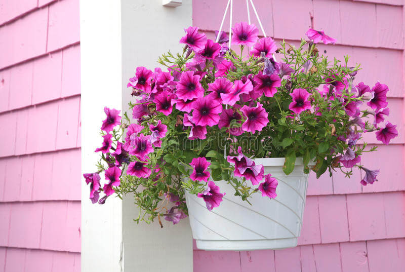 20 Beautiful Plants For Hanging Basket - 127