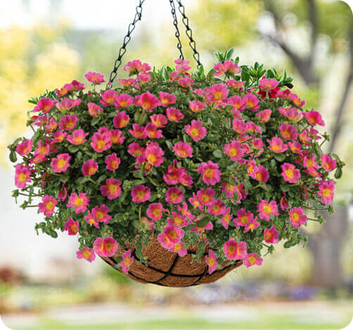 20 Beautiful Plants For Hanging Basket - 145