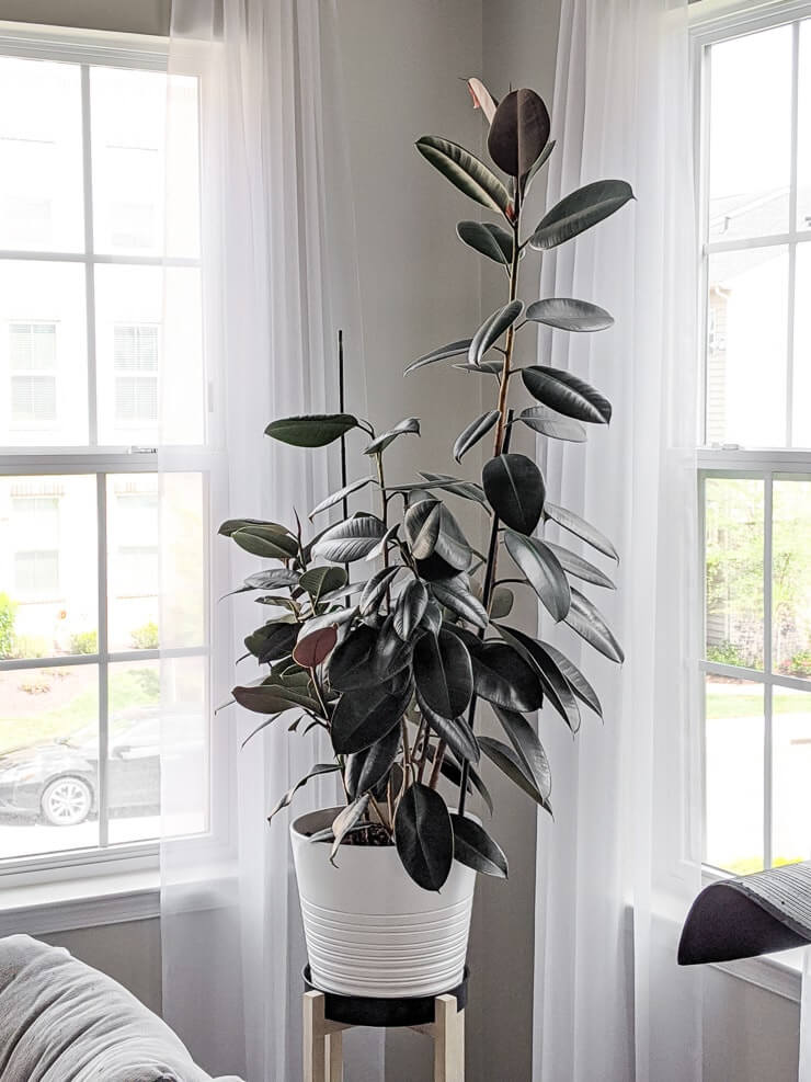 20 Indoor Plants Which Help Purify The Air - 127