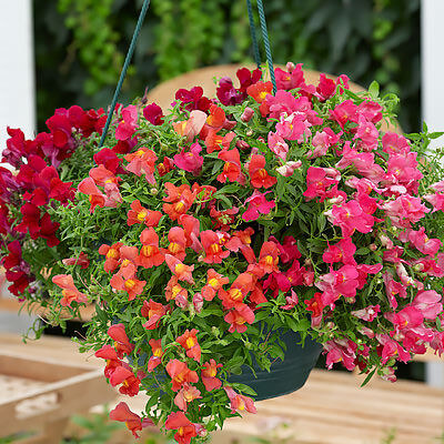 20 Beautiful Plants For Hanging Basket - 155