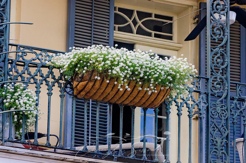 10 Best Plants And Vegetables To Grow On A Balcony - 65