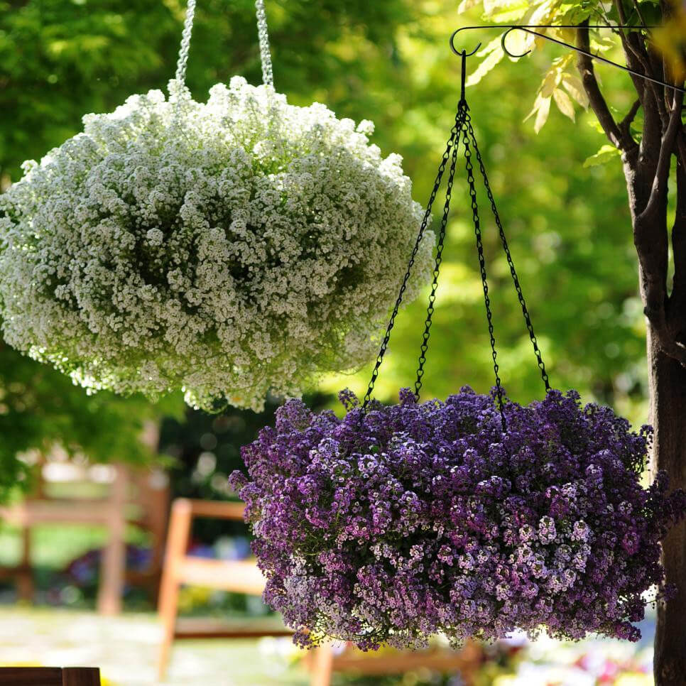 20 Beautiful Plants For Hanging Basket - 139