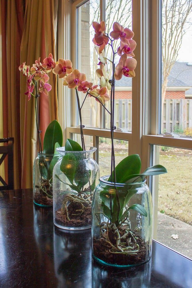 23 Gorgeous Orchid Display Ideas - 185