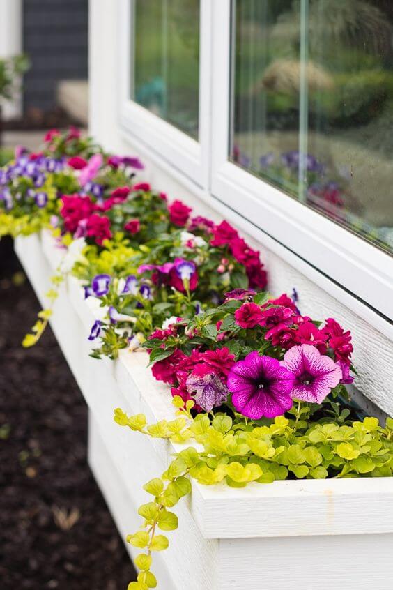 30 Great Garden Ideas With Our Favorite Petunia - 255