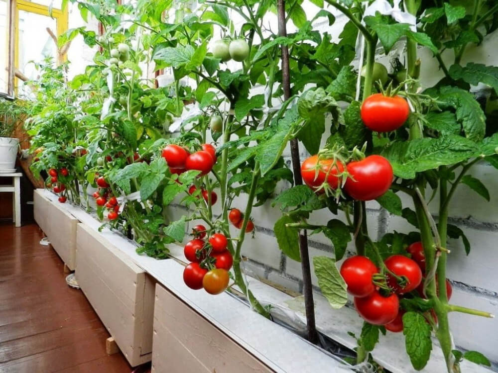 10 Best Plants And Vegetables To Grow On A Balcony - 77