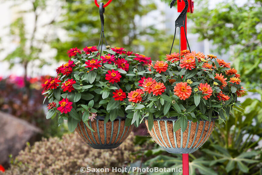 20 Beautiful Plants For Hanging Basket - 157