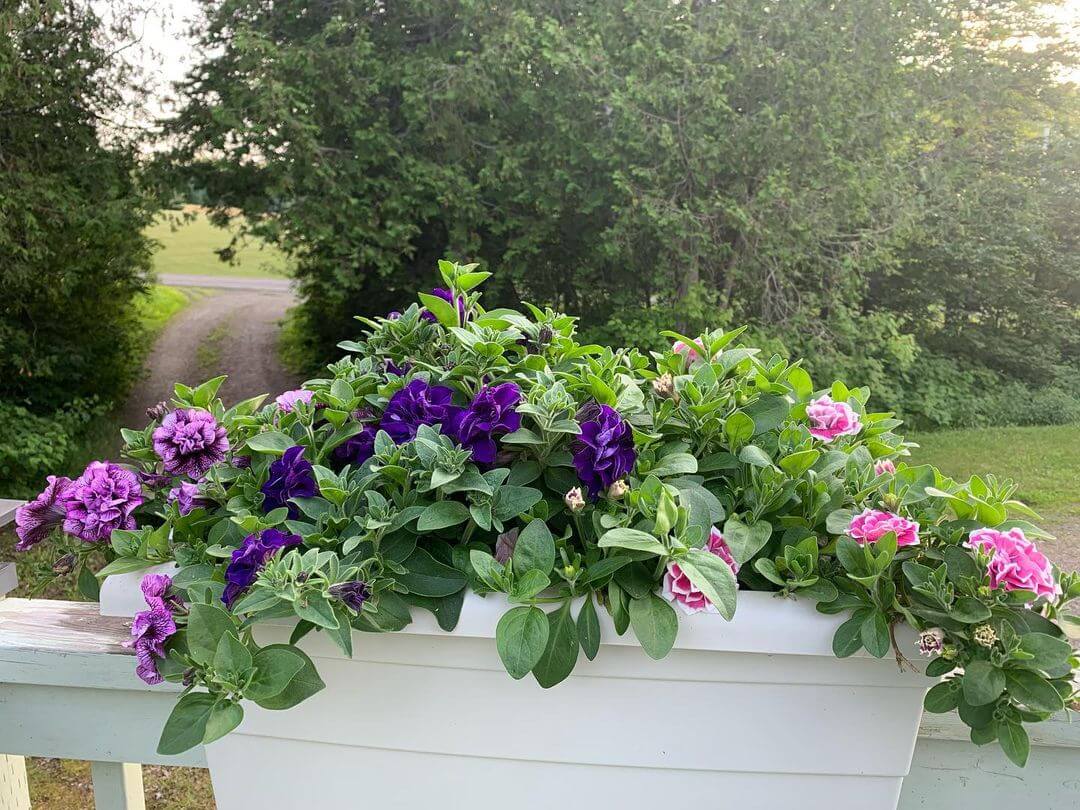 30 Great Garden Ideas With Our Favorite Petunia - 251