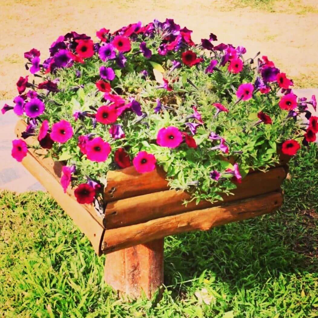 30 Great Garden Ideas With Our Favorite Petunia - 233