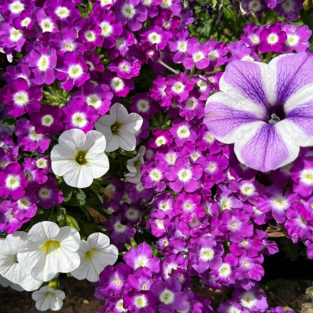 30 Great Garden Ideas With Our Favorite Petunia - 249