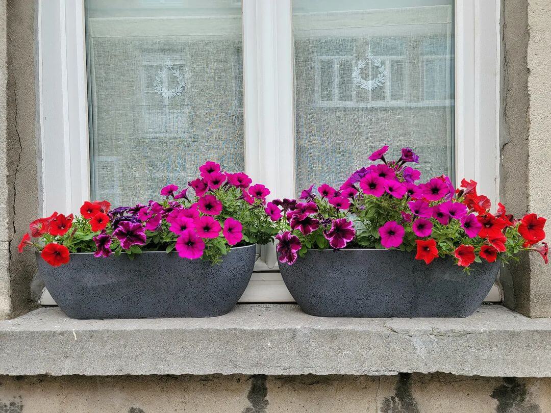 30 Great Garden Ideas With Our Favorite Petunia - 245