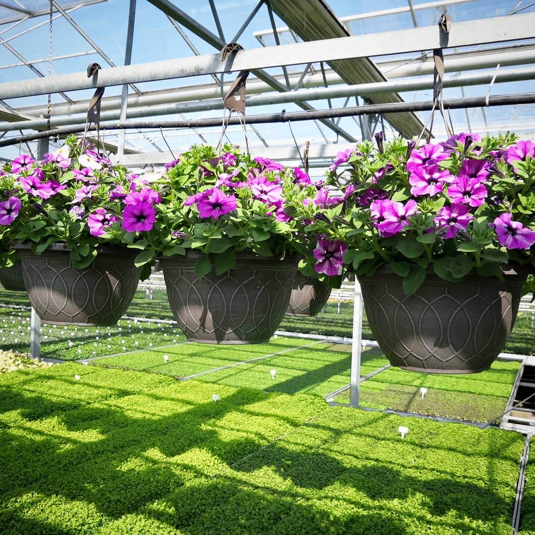 30 Great Garden Ideas With Our Favorite Petunia - 271