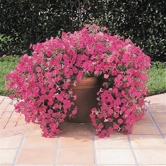 30 Great Garden Ideas With Our Favorite Petunia - 223