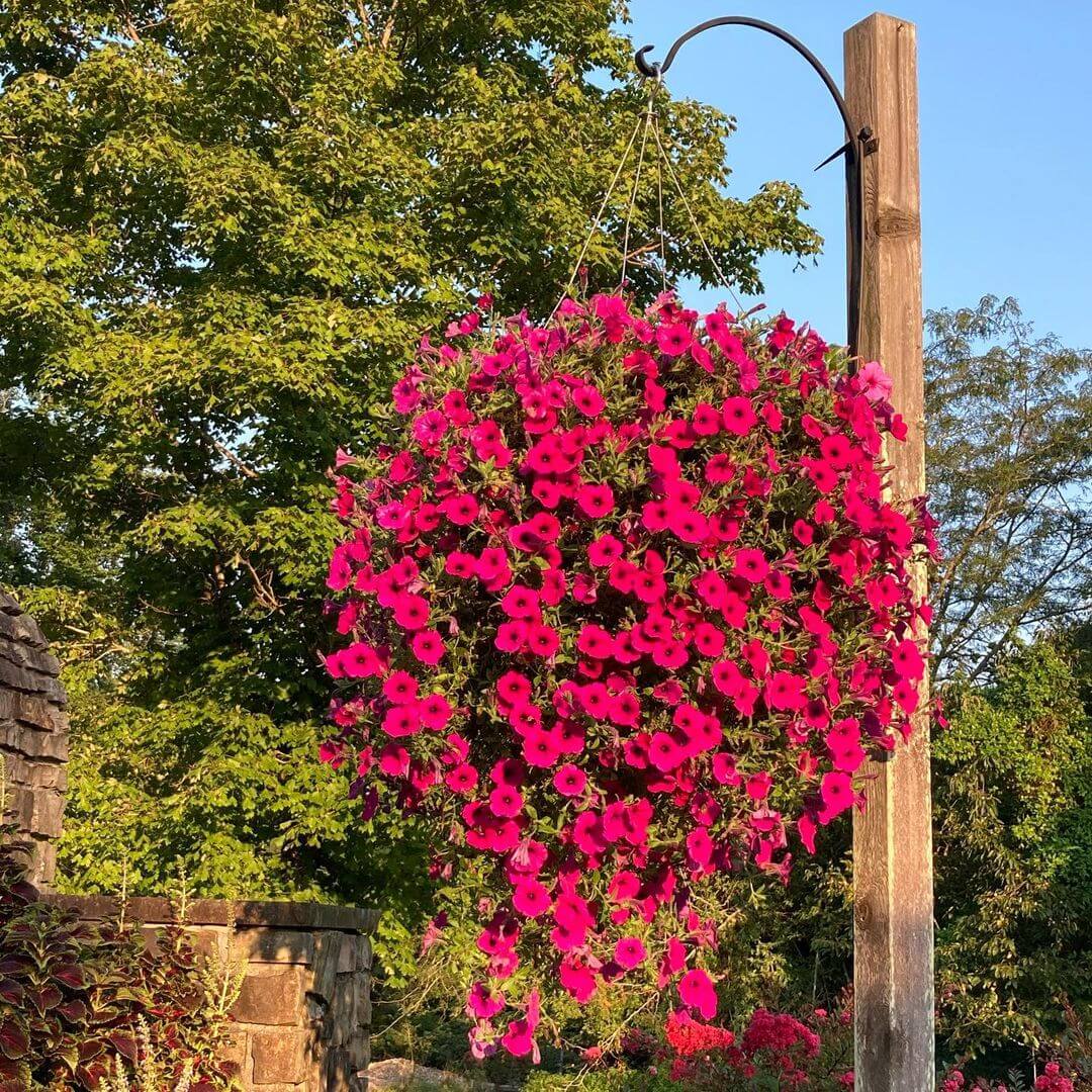 30 Great Garden Ideas With Our Favorite Petunia - 269