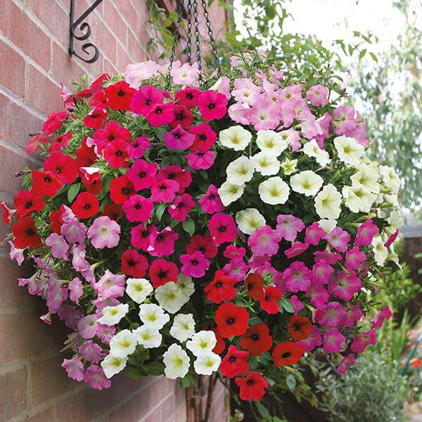 30 Great Garden Ideas With Our Favorite Petunia - 215