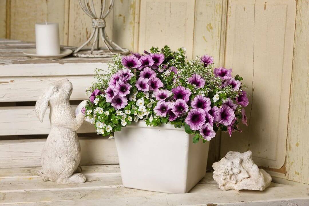 30 Great Garden Ideas With Our Favorite Petunia - 261