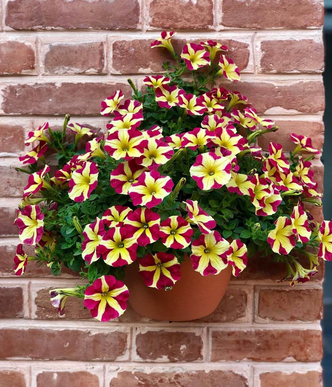 30 Great Garden Ideas With Our Favorite Petunia - 263