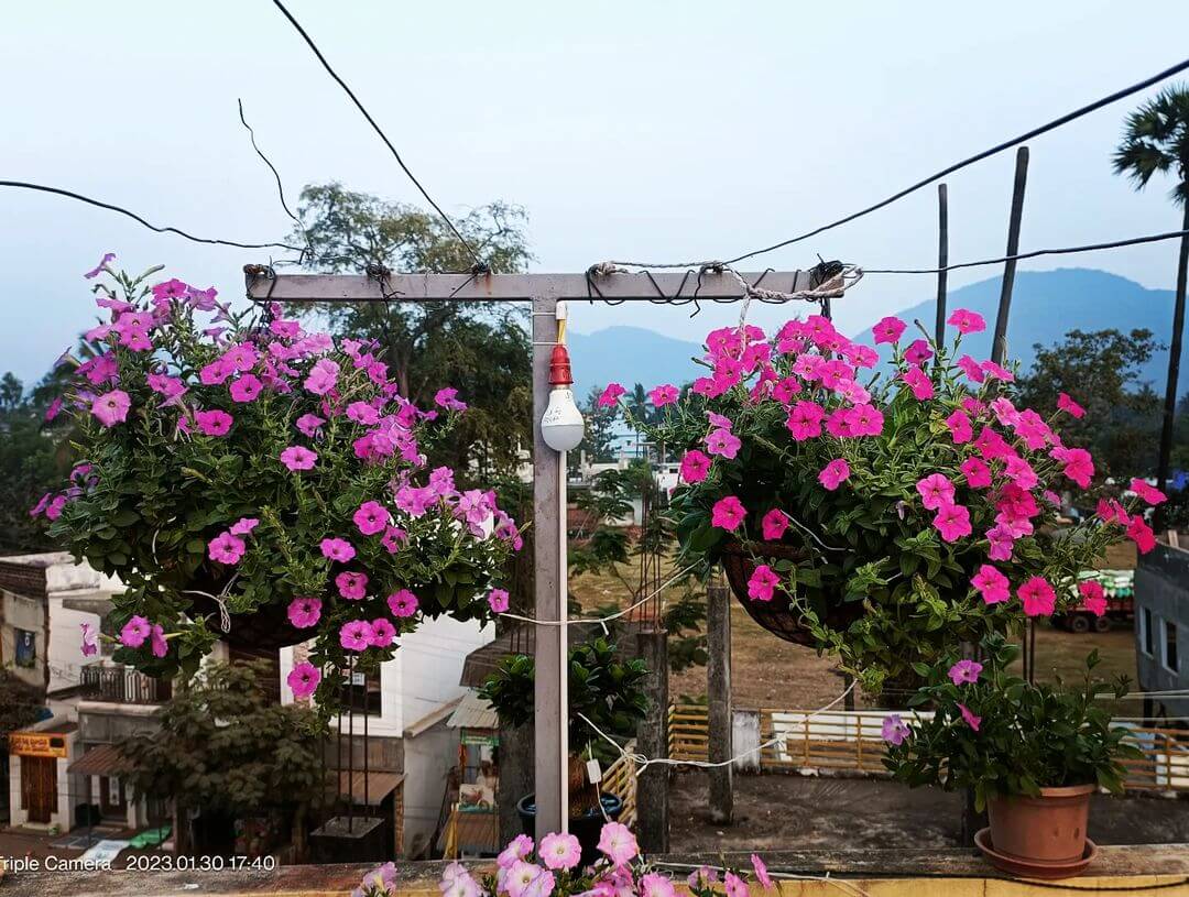 30 Great Garden Ideas With Our Favorite Petunia - 237