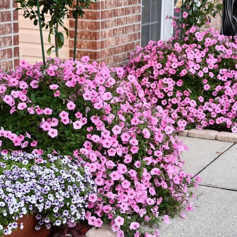 30 Great Garden Ideas With Our Favorite Petunia - 227