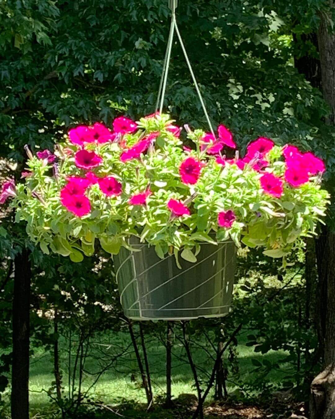 30 Great Garden Ideas With Our Favorite Petunia - 217